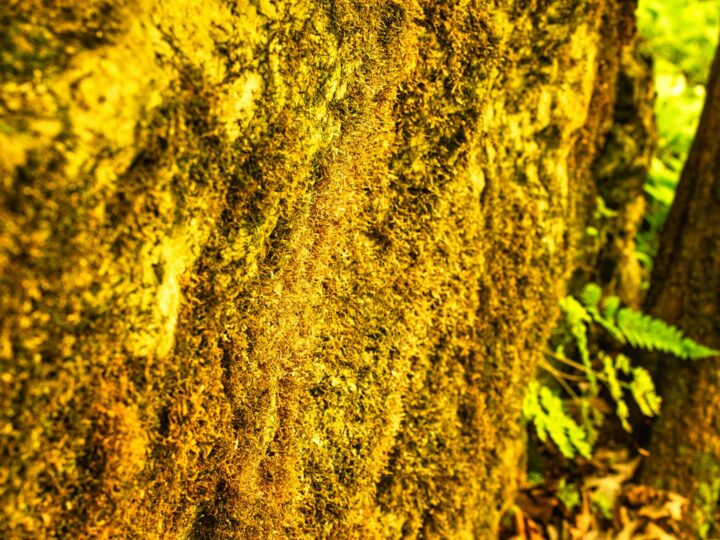 Fletcher Moss Botanical Gardens